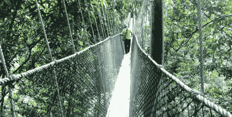 Natural paradise of Taman Negara, Malaysia