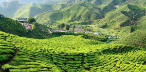 Cameron Highlands, Malaysia