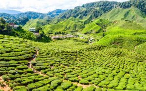 Cameron Highlands, Tea Plantation