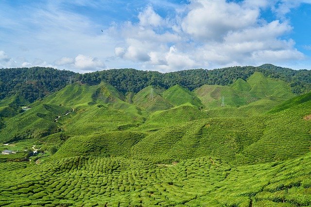 tea plant malaysia