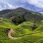 Jungle Expeditions Cameron Highland