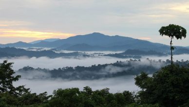 Jungle Night Safari-Danum Valley