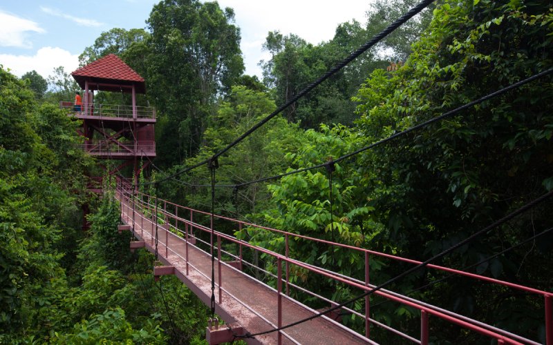 Canopy walk in the primary rainforest