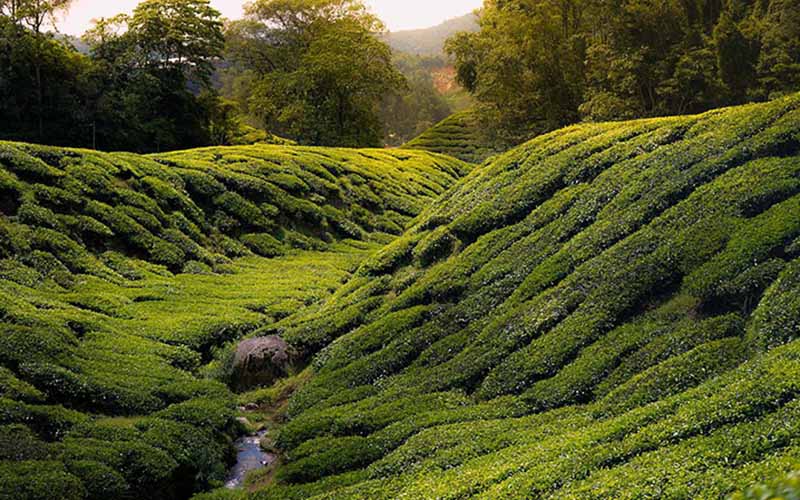 Cameron Highland is a natural paradise