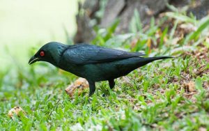 Penang Bird Park - The Famous Bird Park of Malaysia