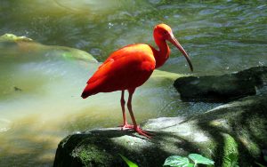 KL Bird Park kuala lumpur